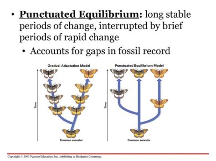 Can punctuated equilibrium happen?