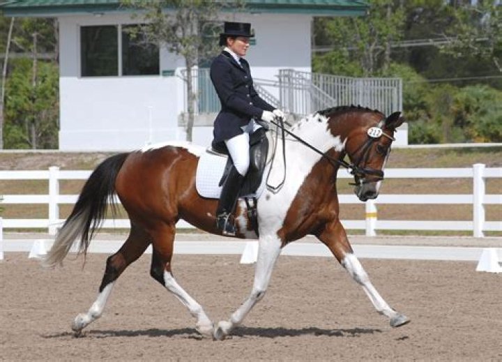 Can standardbreds do dressage?