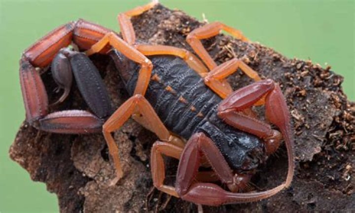 Can striped bark scorpions climb?