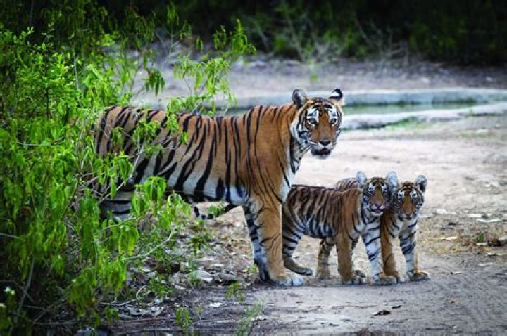 Can tigers born in captivity survive in the wild?