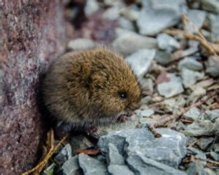 Can voles get in your house?
