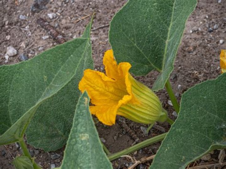 Can you eat cucurbita?