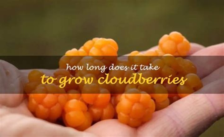 Can you grow cloudberries valheim?