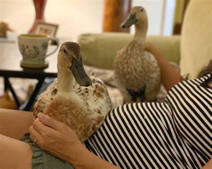 Can you house train a duck?