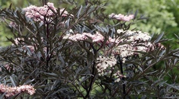 Can you prune sambucus nigra?