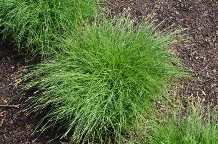 Can you split carex?