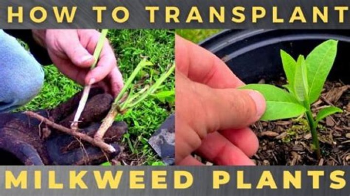 Can you transplant a milkweed?