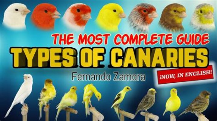 Could canaries go on green list?