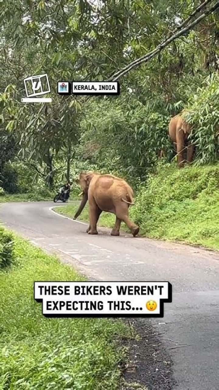 Could outrun an elephant?