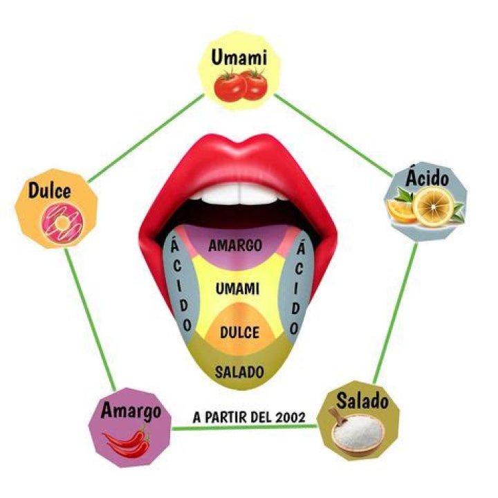 ¿Cuáles son los 5 tipos sabores primarios?