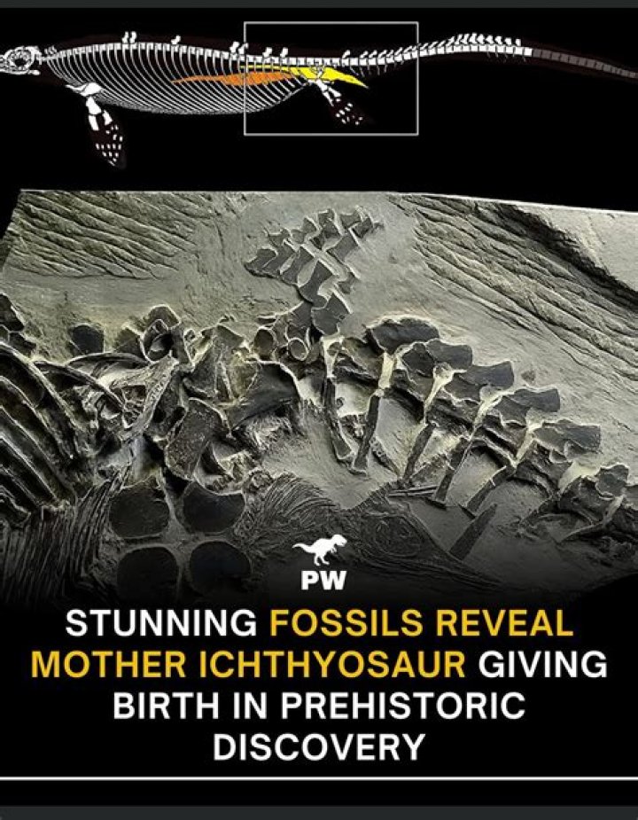 Did ichthyosaurs lay eggs?