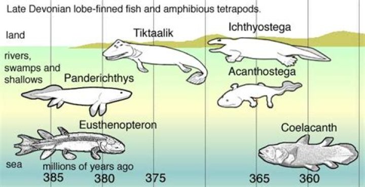 Did lungs first evolved in tetrapods?