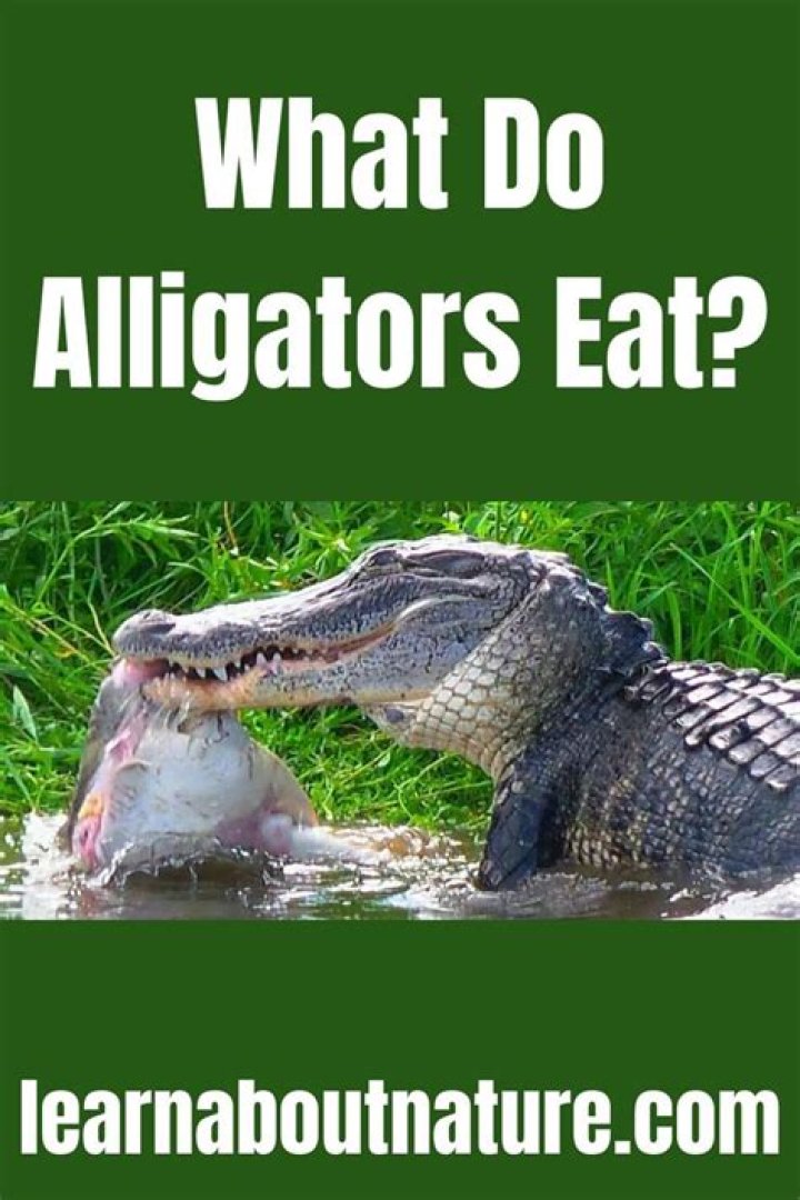 Do alligators eat their own?