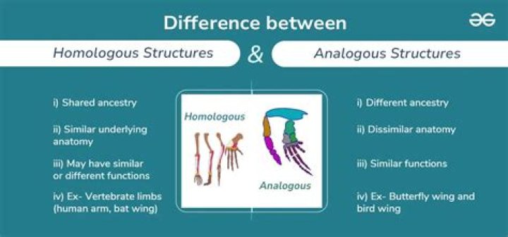 Do analogous structures show common ancestry?