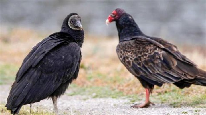 Do black vultures kill chickens?