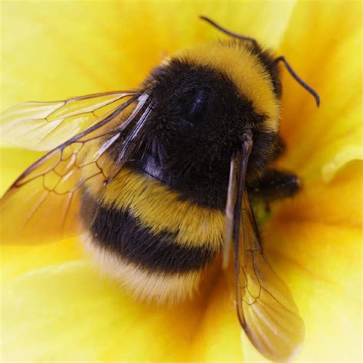 Do bombus terrestris sting?