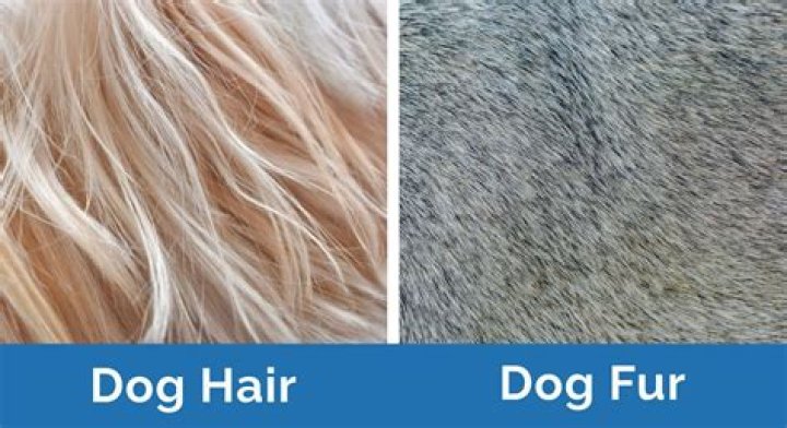 Do briards have hair or fur?