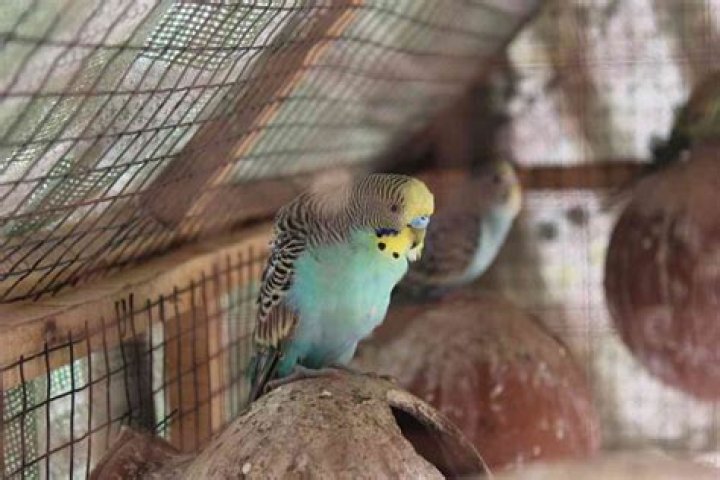 Do budgies need nesting material?