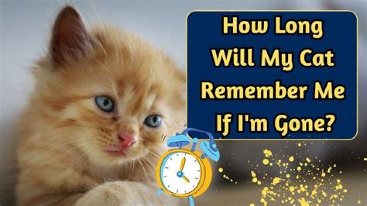 Do cats remember you?