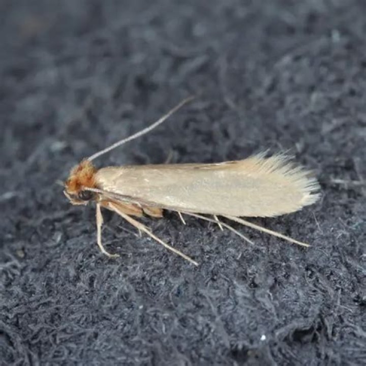 Do clothes moths eat synthetic?
