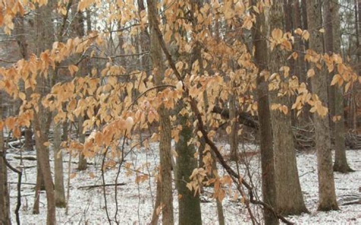 Do copper beech trees lose their leaves?