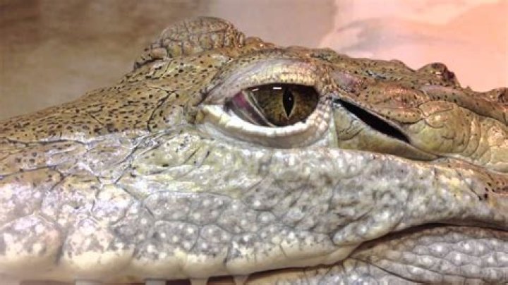 Do crocodiles have eyelids?