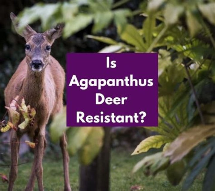 Do deer eat agapanthus?