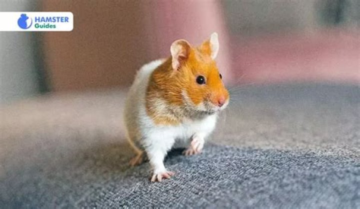 Do dwarf hamsters need light at night?