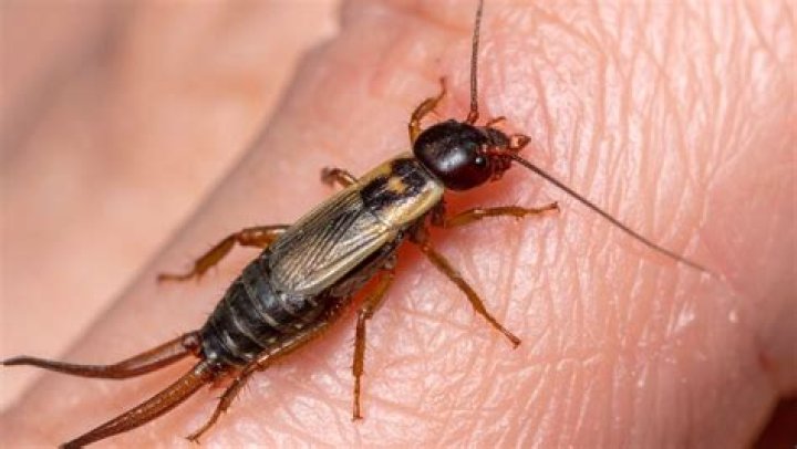 Do earwig pinches itch?