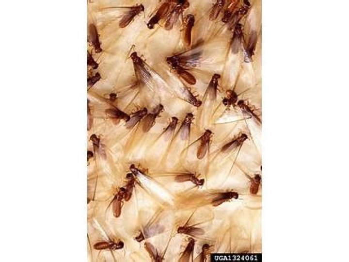 Do formosan termites swarm?