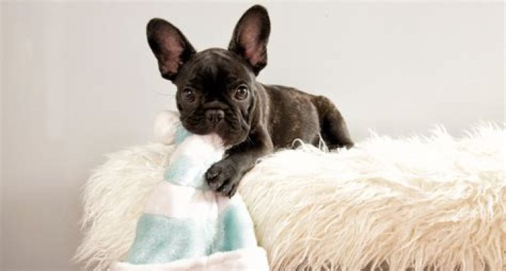 Do french bulldogs smell?