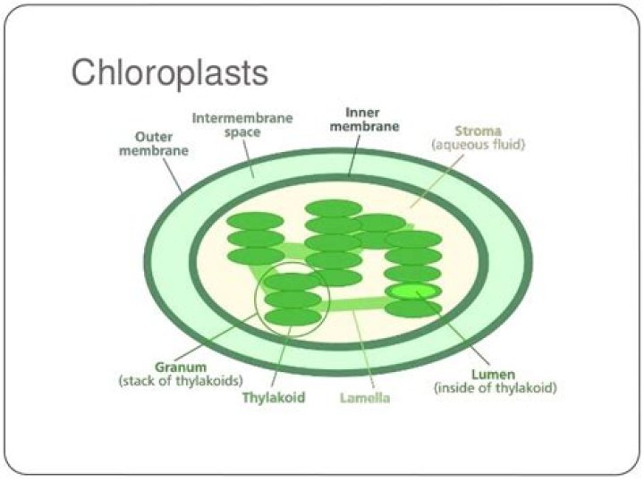 Do fungi have chloroplasts?