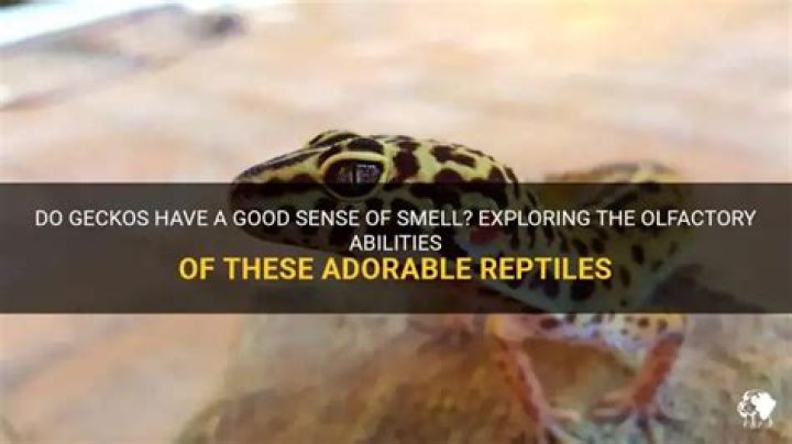 Do Geckos have a good sense of smell?