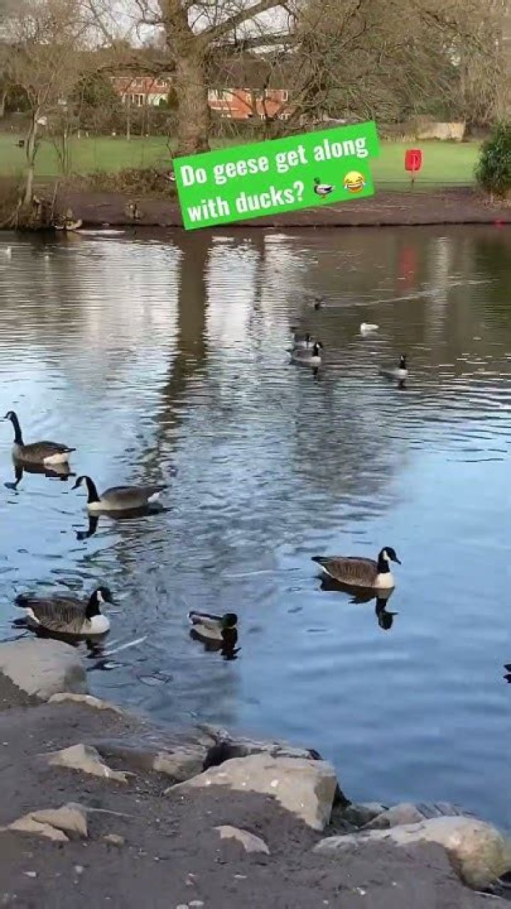 Do geese get along with ducks?
