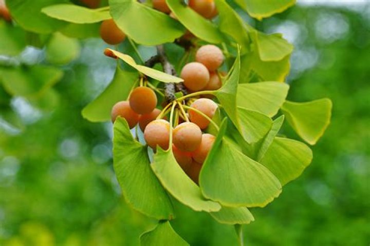 Do ginkgos have seeds?