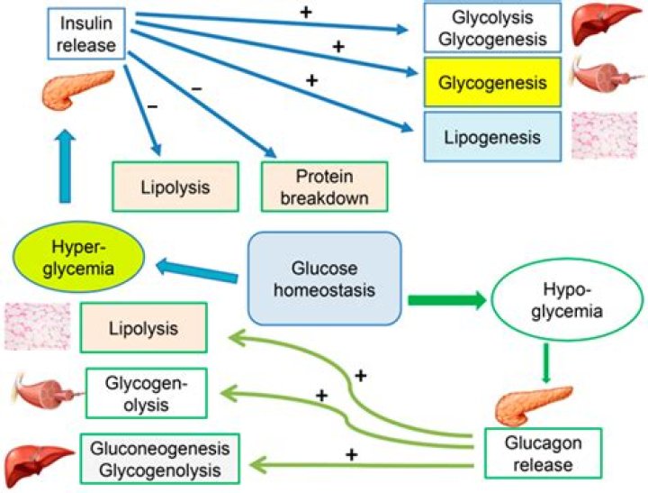 Do glucocorticoids promote gluconeogenesis?