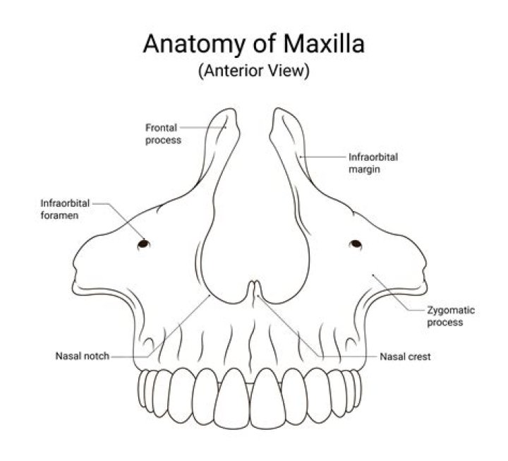Do grasshoppers have a maxillae?