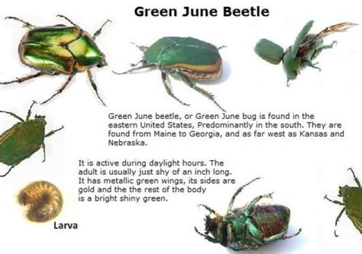Do green june beetle bite?
