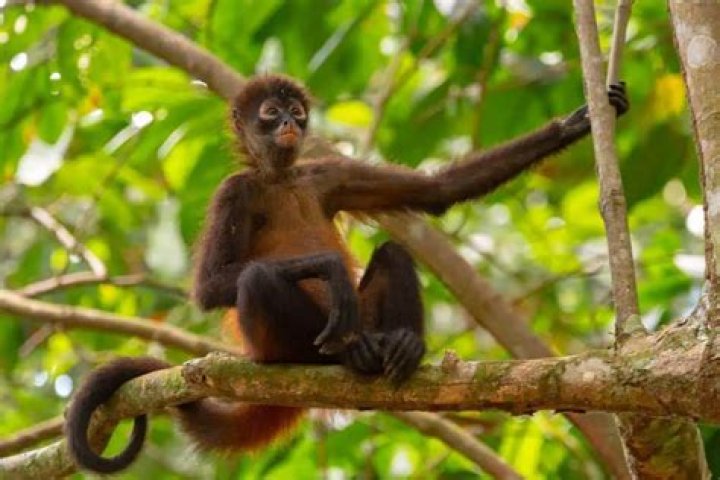 Do marmosets have prehensile tails?