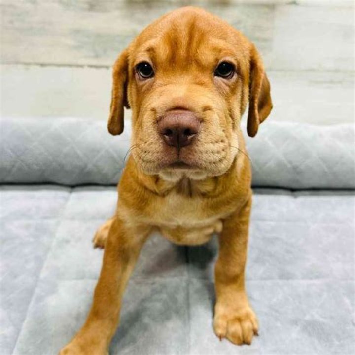 Do mini hippo dogs shed?