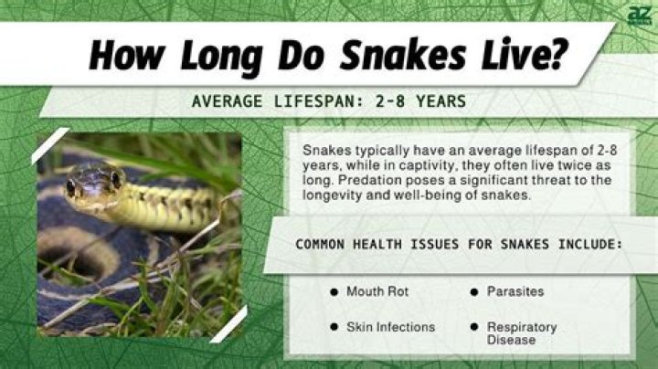 Do snakes live in sand?