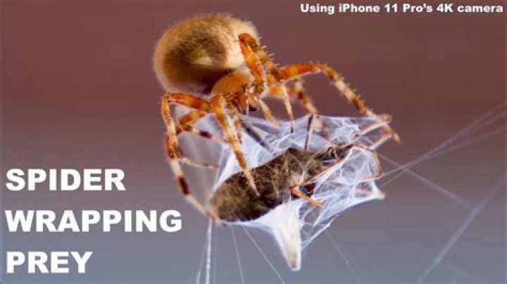 Do spiders wrap their prey?