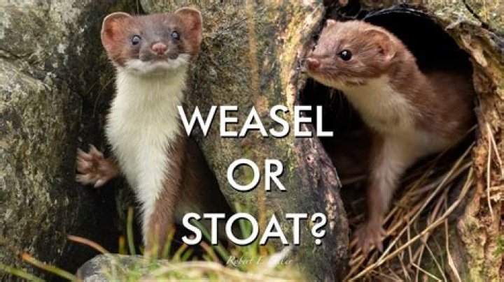 Do stoats kill chickens?