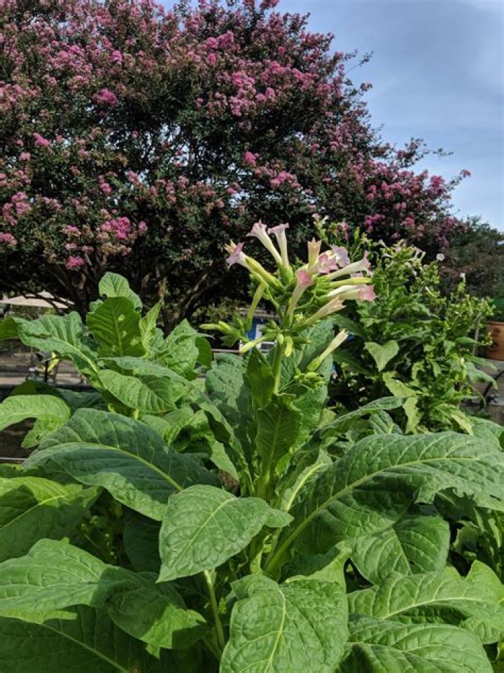 Do tobacco plants flower?