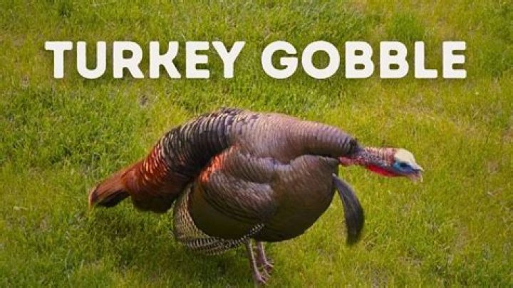 Do turkeys have gobblers?