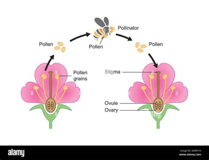 Do wind pollinated flowers not make nectar?