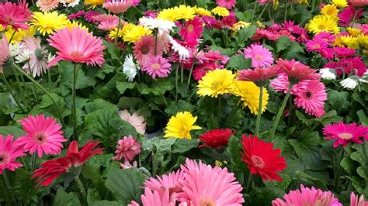 Do you prune gerbera daisies?