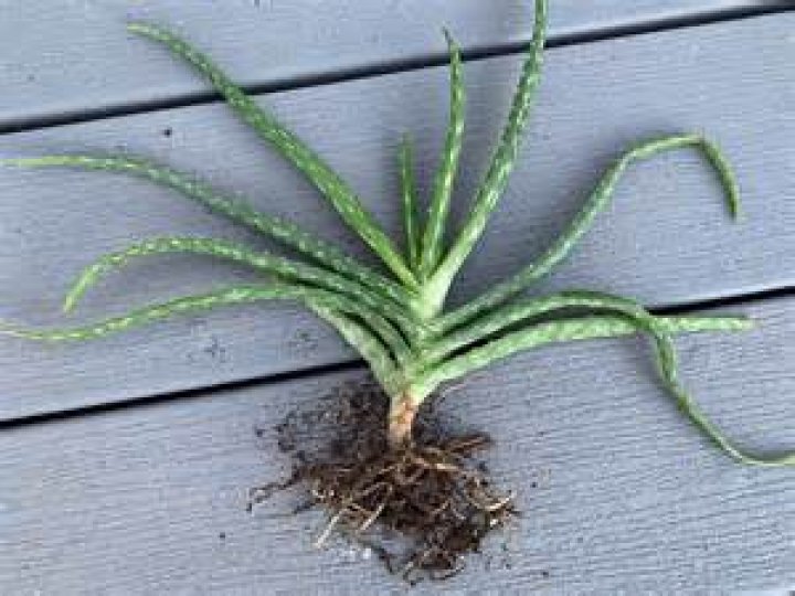 Does aloe vera have sanitising property?