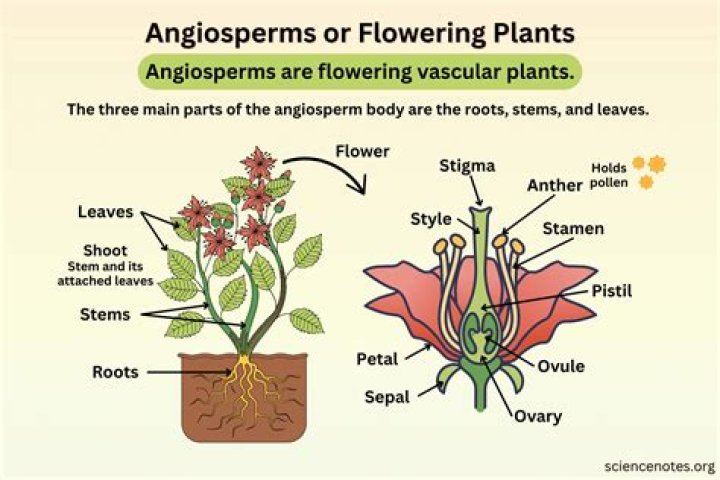 Does angiosperms require water for fertilization?