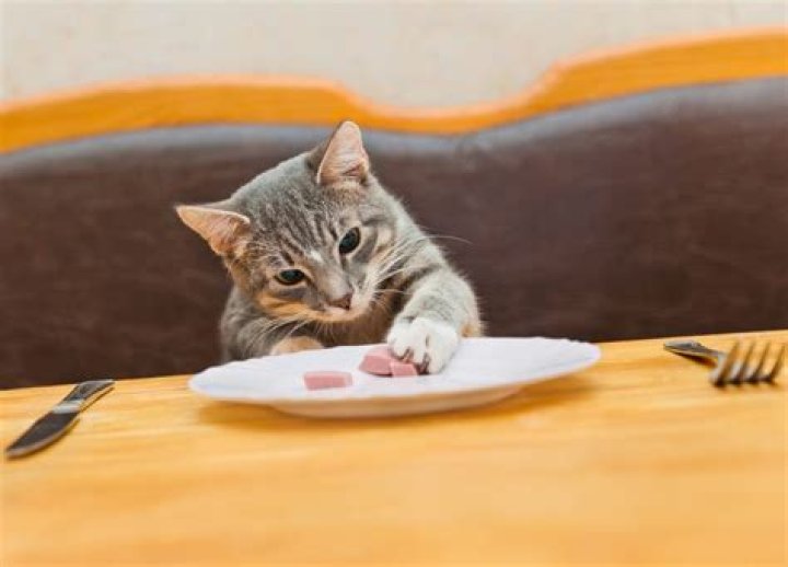 Does cat food go stale?